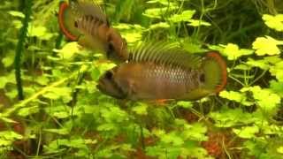 Apistogramma baenshi 4.wmv