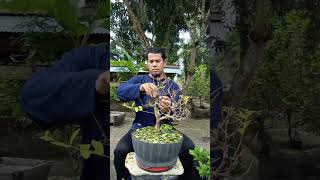 Cherry Barbados (sianci) Bonsai paling Recommended untuk pemula #bonsaiindonesia #bonsaisianci