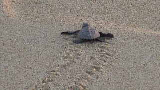 Bébés tortues: les premiers pas