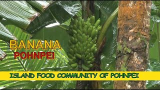 Cooking Banana : バナナ料理 (Pohnpei,Federated States of Micronesia / ミクロネシア連邦ポンペイ）