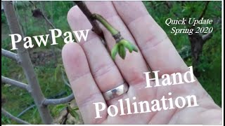 #PawPaw Hand Pollination Update, Spring 2020