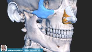 Anatomy Quiz - Skull