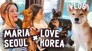 Подруга из Сеула и 5 собак, не считая кота )) KOREA VLOG