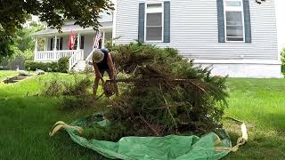 $90 used Echo equipment VS Overgrown Shrubs