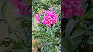 #garden #dog #czechrepublic #ceskyraj #flowers