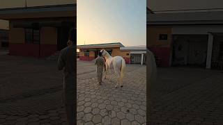 white horse #farmlife #horses #horse horse #horseriding #whitehorses #punjab #shortsfeed #equine