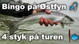 Bingo på Østfyn 🎣 Havørred Fiskeri 🐟