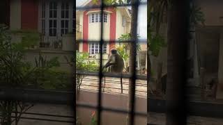 Monkey eating papaya fruit #monkey #papaya #homegarden #wildanimals