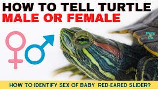 🐢How To Tell Turtles is Male or Female | Red-Eared Slider Turtles 🐢2022 | Pets and Us