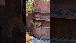 Red Squirrels desperate search for peanuts #squirreladventures #wildlife #cute #animals #cattv