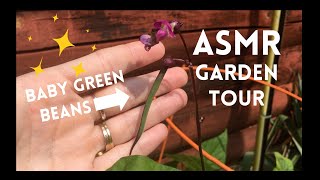 ASMR Outside ☀️ Lofi Soft Spoken Garden Tour (birds, beans, berries, flowers + nature sounds)