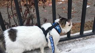 Dimitri y el gato malo - pelea de gatos - gato territorial