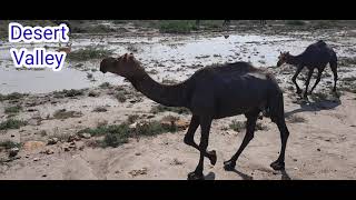 Camels Drinking Water at Pond || Camels Eating Grass || Desert Camel