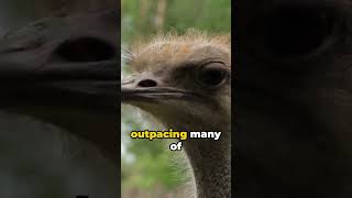 Speedy Secrets of Ostriches [fact]