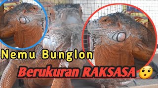 Nemu Iguana Raksasa Dikebun | Ternyata Ada iguana bunglon raksasa😯