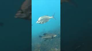 watching fish in the seaweed.