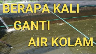 CARA BUDIDAYA IKAN GURAME DI KOLAM BETON || BERAPA KALI GANTI AIR KOLAM???