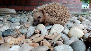 Igel in my house.