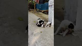 Funny puppies