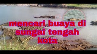 Mencari buaya di sungai tengah kota