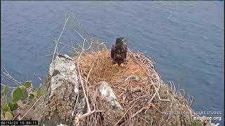 06 13 23 Two Harbors eaglet hovering