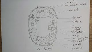 Plant Cell Class 9 14th Week Biology Assignment / ৯ম শ্রেণির ১৪তম সপ্তাহের জীববিজ্ঞান এসাইনমেন্ট