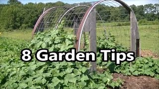 8 Tips for Growing Cucumbers Healthy & Productive in the Backyard Garden