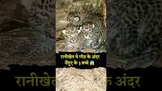 रानीखेत में गोठ पर मिले बाघ के 3 शावक - Ranikhet Leopard cubs #ranikhet #shorts #viralvideos