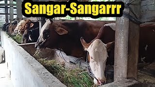 Kandang Khusus Simental||Sapi Persiapan Qurban