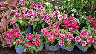 Zinnia Plant Pentas Plant Inch Plant First Love Plant Tagor Plant Confederate Rose | Galiff Street