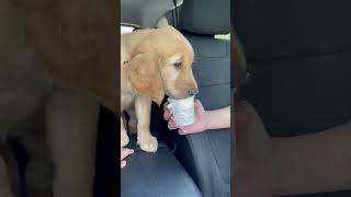 Goldie got her first pup cup🥹