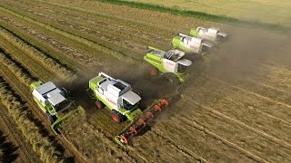 Grass Seed Harvest | Graszaad oogst 2015 | Veerman Goudswaard