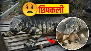 दुनिया कि 8 सबसे बड़ी छिपकली | Top 8 Biggest Lizards in the World | Camodo Dragon | Largest Lizards