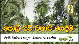 පොල් යටි වගාව යෙදීම සදහා පොල් පේලි ලකුණු කිරීම