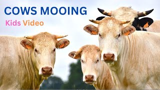 COW VIDEO for Kids | COWS MOOING AND GRAZING IN A FIELD  | Baby cow with Momy