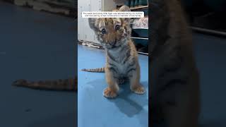 Cute baby tiger #animalshorts #shortvideo #tiger