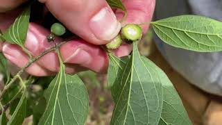 Petiole Gall on Hackberry