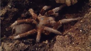 Hysterocrates sp. Nigeria and H. Gigas Comparison 2015