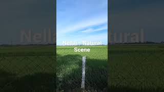 NELLAI #NATURAL |#scene;|#shorts;