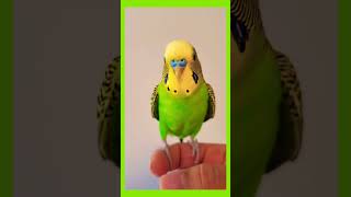 Budgie sounds to look for his best friend! #budgies #parrot #birds