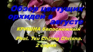 Обзор орхидей в августе.  Белоснежный Кришна. P Tzu Chiang Crisna