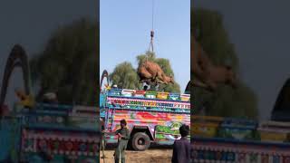 Camels loading video amazing#animals #youtubeshorts #camells #camel #youtubevideos #goat #shorts