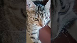 Cute cat video#shortsvideo#trendingshorts#youtubeshorts#cat