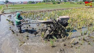 Tanah Gembur Traktor Sawah Nyingkal Sebagian