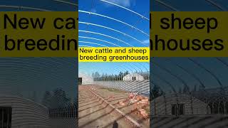 New cattle and sheep breeding greenhouses