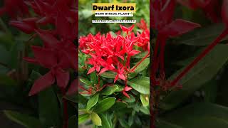 Dwarf Ixora 🦋#ixoraplant#plantscare#terracegardeningtips#gardeningupdate #ashortaday#ytshorts#garden