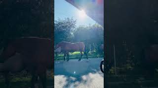 Коні на дорозі #shorts #tiktok #коні #horse #карпати #подорожі #україна #скарб #дорога #ukraine #fyp