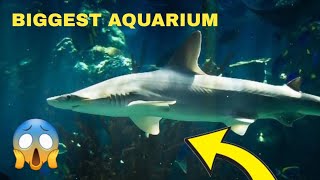 4D CINEMAS AND BIGGEST AND LARGEST AQUARIUM 🐠 SHARK TANKS AND 🦈 STING RAY