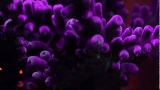 another tank video of corals under actinic lights