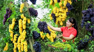 How to Harvest Grape, Goes To The Market Sell - Harvesting and Cooking | Tieu Vy Daily Life